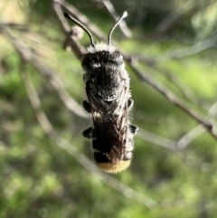 Megachile ferox at Murrumbateman, NSW - 24 Jan 2022 07:00 PM