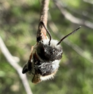 Megachile ferox at Murrumbateman, NSW - 24 Jan 2022 07:00 PM