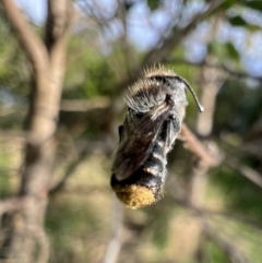 Megachile ferox at Murrumbateman, NSW - 24 Jan 2022 07:00 PM