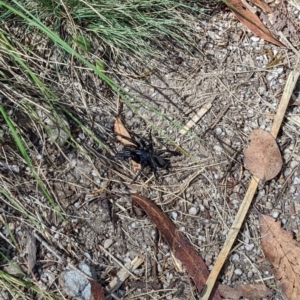 Atrax sp. (genus) at Cotter River, ACT - 23 Jan 2022 11:03 AM