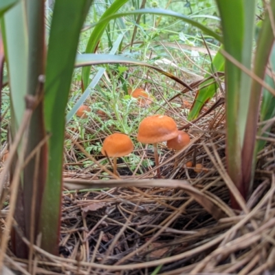 Unidentified Cap otherwise at Cotter River, ACT - 11 Jan 2022 by Jgum