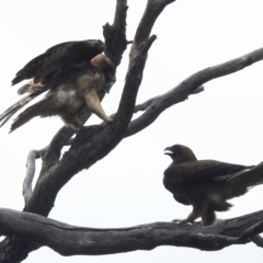 Hieraaetus morphnoides (Little Eagle) at ANBG - 23 Jan 2022 by HelenCross