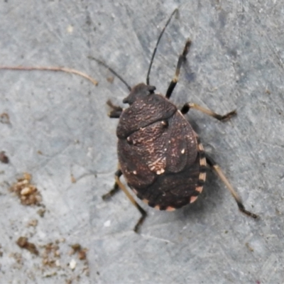 Dictyotus conspicuus (A shield or stink bug) at Wanniassa, ACT - 24 Jan 2022 by JohnBundock