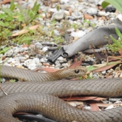 Pseudonaja textilis (Eastern Brown Snake) at ANBG - 23 Jan 2022 by HelenCross