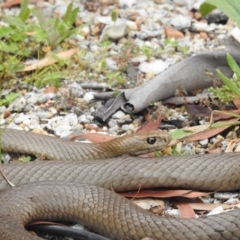 Pseudonaja textilis (Eastern Brown Snake) at Acton, ACT - 24 Jan 2022 by HelenCross