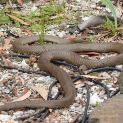 Pseudonaja textilis at Acton, ACT - 24 Jan 2022