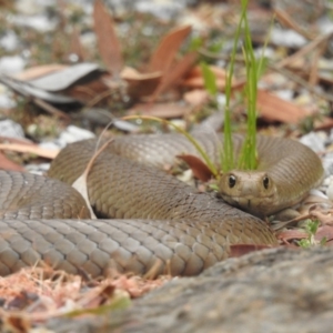 Pseudonaja textilis at Acton, ACT - 24 Jan 2022 10:53 AM