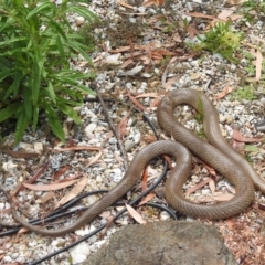 Pseudonaja textilis at Acton, ACT - 24 Jan 2022 10:53 AM