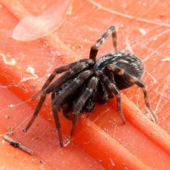 Badumna sp. (genus) (Lattice-web spider) at Crooked Corner, NSW - 23 Jan 2022 by Milly
