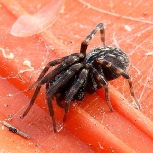 Badumna sp. (genus) at Crooked Corner, NSW - 23 Jan 2022