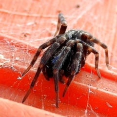 Badumna (genus) at Crooked Corner, NSW - 23 Jan 2022 04:31 PM