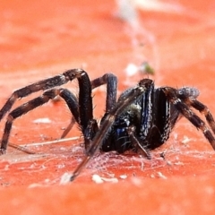 Badumna (genus) at Crooked Corner, NSW - 23 Jan 2022 04:31 PM