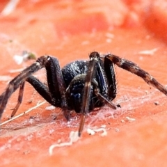 Badumna (genus) at Crooked Corner, NSW - 23 Jan 2022 04:31 PM