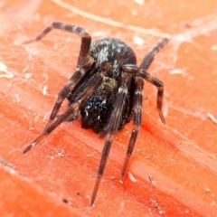 Badumna (genus) at Crooked Corner, NSW - 23 Jan 2022 04:31 PM