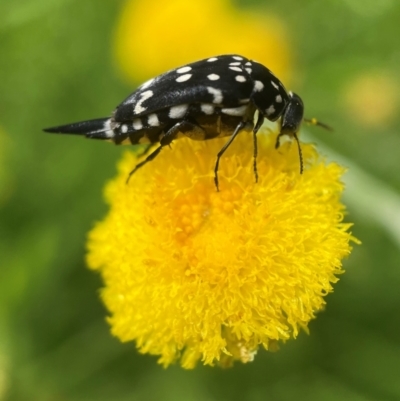 Mordella dumbrelli (Dumbrell's Pintail Beetle) at ANBG - 24 Jan 2022 by PeterA