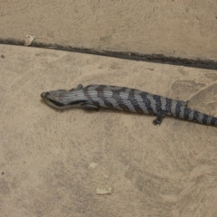 Tiliqua scincoides scincoides (Eastern Blue-tongue) at Canberra, ACT - 24 Jan 2022 by Steve_Bok