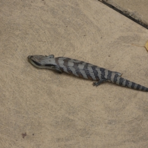 Tiliqua scincoides scincoides at Canberra, ACT - 24 Jan 2022