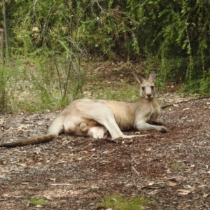 Macropus giganteus at Acton, ACT - 24 Jan 2022 08:57 AM