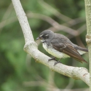 Rhipidura albiscapa at Canberra, ACT - 24 Jan 2022