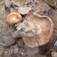 zz agaric (stem; gills not white/cream) at Cook, ACT - 19 Jan 2022 08:40 AM