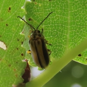 Xanthogaleruca luteola at Gordon, ACT - 24 Jan 2022