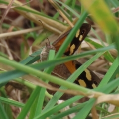 Heteronympha merope (Common Brown Butterfly) at Paddys River, ACT - 24 Jan 2022 by RodDeb