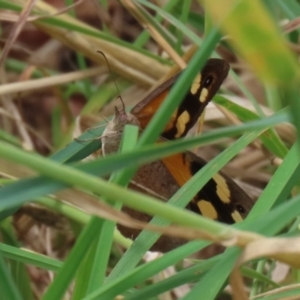 Heteronympha merope at Paddys River, ACT - 24 Jan 2022