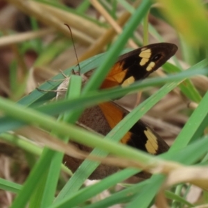 Heteronympha merope at Paddys River, ACT - 24 Jan 2022 01:58 PM