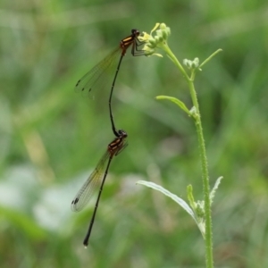 Nososticta solida at Paddys River, ACT - 24 Jan 2022 02:47 PM