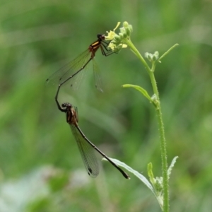 Nososticta solida at Paddys River, ACT - 24 Jan 2022 02:47 PM