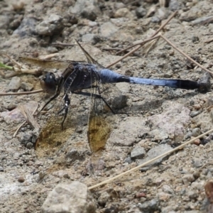 Orthetrum caledonicum at Gordon, ACT - 24 Jan 2022