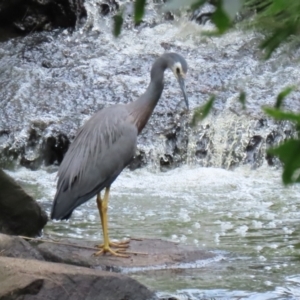 Egretta novaehollandiae at Gordon, ACT - 24 Jan 2022