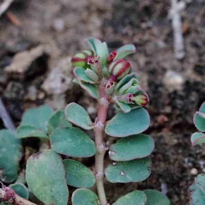 Euphorbia dallachyana (Mat Spurge, Caustic Weed) at Blue Gum Point to Attunga Bay - 17 Jan 2022 by ConBoekel