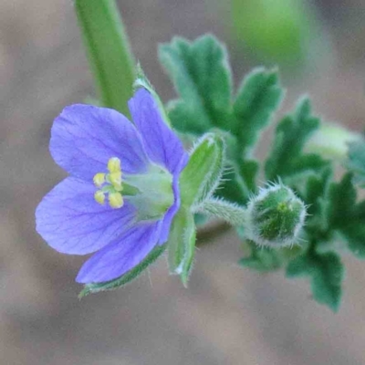 Erodium crinitum (Native Crowfoot) at Yarralumla, ACT - 17 Jan 2022 by ConBoekel