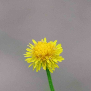 Calotis lappulacea at Yarralumla, ACT - 18 Jan 2022 10:17 AM