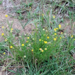 Calotis lappulacea at Yarralumla, ACT - 18 Jan 2022