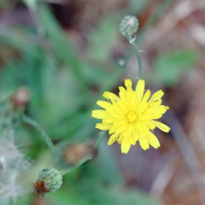 Hypochaeris radicata (Cat's Ear, Flatweed) at Yarralumla, ACT - 17 Jan 2022 by ConBoekel