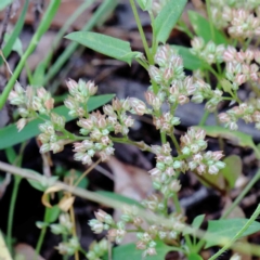 Polycarpon tetraphyllum (Four-leaf Allseed) at Yarralumla, ACT - 18 Jan 2022 by ConBoekel