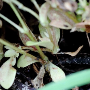 Polycarpon tetraphyllum at Yarralumla, ACT - 18 Jan 2022 09:43 AM