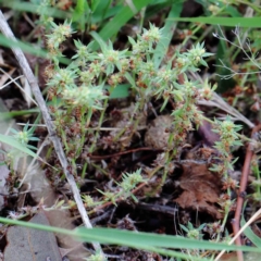 Paronychia brasiliana at Yarralumla, ACT - 18 Jan 2022