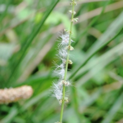 Rumex brownii (Slender Dock) at Blue Gum Point to Attunga Bay - 17 Jan 2022 by ConBoekel