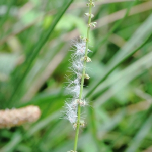 Rumex brownii at Yarralumla, ACT - 18 Jan 2022