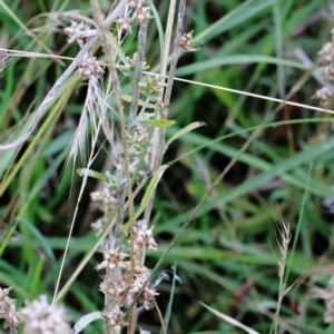 Gamochaeta sp. at Yarralumla, ACT - 18 Jan 2022