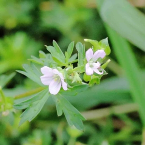 Geranium sp. at Yarralumla, ACT - 18 Jan 2022 09:53 AM