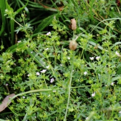 Geranium sp. at Yarralumla, ACT - 18 Jan 2022 09:53 AM