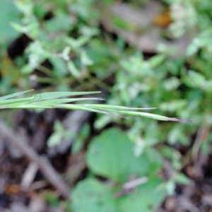 Rytidosperma sp. at Yarralumla, ACT - 18 Jan 2022 09:41 AM