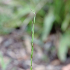 Rytidosperma sp. at Yarralumla, ACT - 18 Jan 2022 09:41 AM