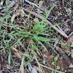 Rytidosperma sp. at Yarralumla, ACT - 18 Jan 2022 09:41 AM