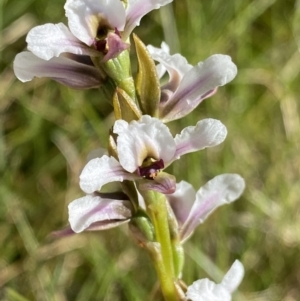 Prasophyllum alpestre at Kosciuszko National Park, NSW - 21 Jan 2022