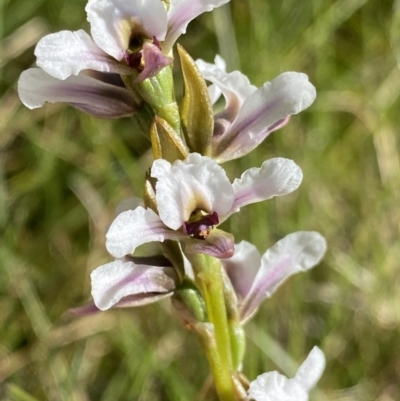 Paraprasophyllum alpestre (Mauve leek orchid) at Kosciuszko National Park, NSW - 21 Jan 2022 by NedJohnston